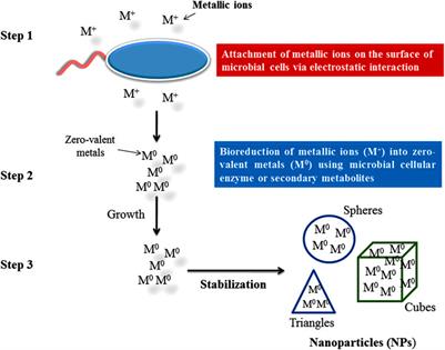 Frontiers | Endophytic Nanotechnology: An Approach to Study Scope